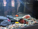 森森（SUNSUN）原生態(tài)溪流缸25年新款造景金魚缸客廳超白玻璃底濾魚缸包安裝 1.2米大觀賞面47寬 超白底濾 白色 基礎款 曬單實拍圖
