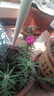 重瓣太陽(yáng)花盆栽苗大花帶根帶花苞四季開花植物室內(nèi)室外好養(yǎng)花卉 【混色】 重瓣  20棵 8-10色 【 不含盆 曬單實(shí)拍圖