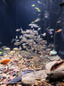 派樂特 魚缸隔離網(wǎng)隔離板分隔板過濾網(wǎng)魚池底濾板 黑色（2片裝） 曬單實拍圖