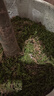 臨雅青苔蘚鮮活微景觀綠植盆景桌面假山造景材料永生白發(fā)短絨源頭直發(fā) 曬單實拍圖