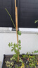墨一藤本月季爬墻玫瑰薔薇花苗庭院 藍(lán)色陰雨 1.5-1.6M 源頭直發(fā) 曬單實拍圖