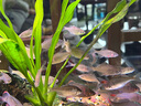 樂迪魚缸燈爆藻燈全光譜LED增艷筒燈金魚缸燈 UX小筒燈黑色50W AT1【爆苔 旋鈕調(diào)光】 曬單實拍圖