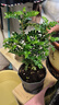 沭之美清香木胡椒木綠植辦公室盆栽綠植 小苗胡椒木【不含盆】源頭直發(fā) 曬單實拍圖