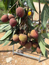 CAMTE調(diào)料盒套裝家用組合裝廚房收納盒罐子調(diào)味瓶調(diào)料罐味精鹽罐調(diào)味罐 調(diào)料罐*2【贈(zèng)不銹鋼勺+防水貼】 曬單實(shí)拍圖