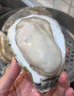 燈塔水母【順豐】山東特產(chǎn)乳山活鮮鮮活生蠔 牡蠣海蠣子海鮮水產(chǎn)燒烤食材 海蠣子凈重4斤 M (約50-70g/只) 曬單實(shí)拍圖