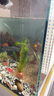 勝畫(huà)魚(yú)缸水草植物直接入缸真水草凈化竹節草蜈蚣草懶人養魚(yú)水草造景 【入缸成景套餐D】適合50-60CM缸 曬單實(shí)拍圖