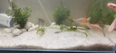 瘋狂水草水晶石英砂5斤1.0-2.0mm魚(yú)缸沙底砂魚(yú)缸造景魚(yú)缸沙子底砂免洗底沙 曬單實(shí)拍圖