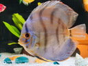 瀚幻七彩神仙魚觀賞魚熱帶魚中小型燕魚財(cái)神紅鴿子紅藍(lán)松石活體淡水魚 套餐1 曬單實(shí)拍圖