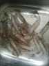 筆管魚(yú)新鮮冷凍野生海捕筆管魚(yú)小魷魚(yú)小海兔子現捕新鮮海鮮水產(chǎn) 筆管魚(yú)1000g 曬單實(shí)拍圖
