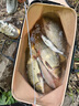 尼特利魚缸氧氣泵5V藍(lán)牙配件版增氧機(jī)家用養(yǎng)魚專用交直流增氧泵打氧機(jī) 曬單實(shí)拍圖