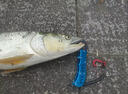 FGHGF控魚器路亞鉗套裝路亞配件不銹鋼夾魚器控魚器多功能釣魚裝備 彩鈦路亞鉗+彩鈦控魚器套裝【多功能不銹鋼】 曬單實拍圖
