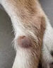狗狗脂肪瘤腫瘤快消藥貓狗身上長疙瘩鼓包硬塊乳腺瘤專用消除膏 99%主人的選擇】買三送二 曬單實(shí)拍圖