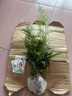 文竹盆栽室內(nèi)客廳植物花卉辦公室綠植桌面凈化空氣創(chuàng)意小盆景原盆 精選小文竹【15-22cm高】3盆+育苗盤 曬單實拍圖
