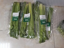 地之源 有機西芹新鮮生食 榨汁西芹有機認證 新鮮采摘現(xiàn)摘現(xiàn)發(fā)  無農(nóng)殘 2800g 曬單實拍圖