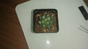 多肉植物自選套餐系列組合搭配花卉盆栽綠植精品多肉新手入門 冰燈玉露4-5厘米【塑料盆栽好】 曬單實拍圖