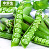 中鮮生 云南新鮮豌豆 甜豌豆新鮮蔬菜現(xiàn)摘豆角 3斤裝 曬單實(shí)拍圖