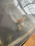 蘭壽金魚(yú)冷水觀賞魚(yú)苗活體波妞金魚(yú)奶牛藍(lán)瘦泰獅好養(yǎng)耐活招財(cái)魚(yú)苗 3-5cm隨機(jī)蘭壽5條送1條備損共6條 曬單實(shí)拍圖