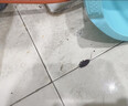 戶凈殺蟲劑滅蒼蠅藥高氯殘殺威10%滅蟑螂藥滅蚊藥室外大面積酒店小區(qū) 500g 1瓶 衛(wèi)生殺蟲劑 曬單實拍圖