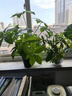 匠心綻放發(fā)財(cái)樹仿真盆栽18叉仿真綠植室內(nèi)植物客廳裝飾假花68CM含盆20205 曬單實(shí)拍圖