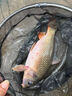 狼王徒手海竿拋竿全套裝海桿巨物鰱鳙桿海釣竿甩桿超硬遠(yuǎn)投魚竿 3.6m 單桿【不帶輪】 曬單實(shí)拍圖
