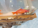 冷水血鸚鵡魚(yú)招財(cái)魚(yú)淡水魚(yú)好養(yǎng)耐活發(fā)財(cái)魚(yú)活體金魚(yú)魚(yú)苗冷水觀賞魚(yú) 順豐 冷水鸚鵡5條12-15公分紅魚(yú) 曬單實(shí)拍圖