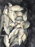逗釣泡沫釣魚(yú)魚(yú)餌料傳統釣野釣黑坑鯽鯉草鳊浮力顆粒底釣假餌魚(yú)餌 逗釣泡沫【腥香1瓶】 曬單實(shí)拍圖