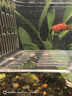卡奇魚 觀賞蝦 活體觀賞魚 米蝦 工具清潔蝦寵物蝦黑殼蝦除絲藻褐藻青苔 觀賞蝦新手套餐A 曬單實(shí)拍圖