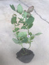 耐寒薔薇花苗爬藤四季開花室內(nèi)盆栽室外藤本月季玫瑰花卉易活植物 果凍 灌木 精品花苗 不含盆 曬單實拍圖