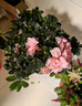 花翁杜鵑花盆栽花卉帶花苞綠植 大號(hào)粉色杜鵑(郁金香瓷盆)源頭直發(fā) 曬單實(shí)拍圖