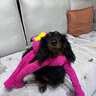 QMONSTER狗狗玩具耐咬 發(fā)聲磨牙狗玩具解悶拉扯互動(dòng)大型犬玩具 甩甩兔家族 甩甩兔（玫紅色） 曬單實(shí)拍圖
