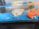 觀賞魚 天使魚小型熱帶魚活體水族養(yǎng)殖天使魚糖果色淡水魚 大號(hào)天使魚4-5cm 顏色隨機(jī)10條 曬單實(shí)拍圖