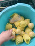 顧果鮮廣西欽蜜9號(hào)黃金百香果香甜多汁酸甜可口果香產(chǎn)地直采新鮮水果 3斤 實(shí)惠裝【約9-10個(gè)/斤】 曬單實(shí)拍圖