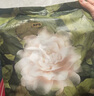 babycare【 安全滅菌】山茶花一次性內(nèi)褲孕產(chǎn)婦月子待產(chǎn)出差旅行XXL碼30條 曬單實(shí)拍圖