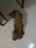 Sashas旗艦薩沙鯊魚軟骨素關(guān)節(jié)保護(hù)貓犬軟骨骨骼呵護(hù)寵物關(guān)節(jié)日常保健 150g粉狀貓犬通用（截止28.3月） 曬單實(shí)拍圖
