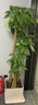 植男植女步步高發(fā)財樹大棵盆栽客廳落地室內(nèi)大型綠植物綠植招財樹源頭直發(fā) 曬單實拍圖