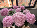 繡球花苗帶花苞老樁盆栽花卉植物室內花庭院四季長(cháng)開(kāi) 多色 3年苗當年開(kāi)花 曬單實(shí)拍圖