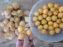 順豐包郵姑娘果鮮果新鮮水果燈籠果菇娘果東北特產(chǎn)現(xiàn)摘當(dāng)季 姑娘果3斤裝 曬單實(shí)拍圖