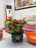 紅掌盆栽綠植室內(nèi)天堂鳥植物白掌花卉好養(yǎng)除甲醛四季開花凈化空氣 特A紅掌40-50cm招財進寶孔雀藍瓷盆 曬單實拍圖