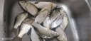 龍王恨魚餌果色天香百果香高溫開口料競技黑坑野釣鯽魚鯉魚鳊魚通殺餌料 果色天香(260g/包)*1 曬單實拍圖