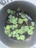 碗蓮種子睡蓮根快水培花卉綠植盆栽荷花睡蓮子種子四季播種開花 混色碗蓮30粒+營養(yǎng)液+玻璃盆 曬單實拍圖