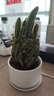 綠有意金冠仙人球仙人掌室內盆栽辦公室內陽(yáng)臺懶人好養花卉綠植多肉植物 萬(wàn)重山仙人掌+【白瓷盆+竹托盤(pán)】 曬單實(shí)拍圖