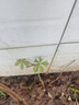 爬山虎樹苗爬藤植物四季常青不落葉爬墻虎種苗好養(yǎng)綠植花卉園盆栽 【三葉爬山虎】50cm高12棵 曬單實拍圖
