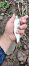 劉志強(qiáng)釣魚(yú)專用拉絲粉拉大球野釣鯽魚(yú)餌料強(qiáng)力粘粉鯉魚(yú)中長(zhǎng)絲谷元粉拉餌 【260g】野釣拉絲粉*1瓶 曬單實(shí)拍圖