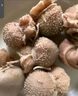 內(nèi)蒙古正宗羔羊羊肚包肉新鮮羊肚羊肉兒童夏季火鍋生鮮食材批發(fā) 內(nèi)蒙古羔羊原產(chǎn)肚包肉2斤 曬單實(shí)拍圖