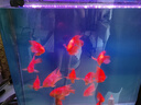 統(tǒng)一 血鸚鵡魚增紅飼料魚糧羅漢魚飼料增色增艷觀賞魚飼料 鸚鵡魚飼料 1088g 【瓶裝】 曬單實拍圖