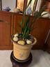 特級濃香型企黑蘭花國蘭客廳四季好養(yǎng)盆栽綠植物國花高端送禮物 高度40cm冠幅15cm特級精品蘭花 5苗裸根發(fā)貨 曬單實(shí)拍圖