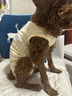 MIKI PAD狗狗衣服春夏季薄款包護肚衣絕育服術(shù)后防舔貓咪衣服透氣防掉毛 背心護肚衣-黃色#可做絕育服 XXS 胸圍26背長16（建議1-2斤） 曬單實拍圖