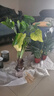水培植物千手觀音盆栽?xún)艋諝馐覂?nèi)大葉滴水觀音龜背竹綠植吸甲醛 中號(hào)單顆3頭（40-50cm） 曬單實(shí)拍圖