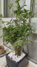 水培植物米竹室內(nèi)盆栽富貴竹南天竹盆景綠植小葉百合竹子花卉好養(yǎng) 米竹高50-60cm（含圓柱瓶25厘米高）1盆 曬單實拍圖