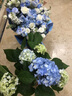 繡球花盆栽巨型無盡夏苗室內(nèi)外四季開花易活陽臺(tái)庭院耐寒花卉綠植 藍(lán)色60-80cm原土膠盆 曬單實(shí)拍圖